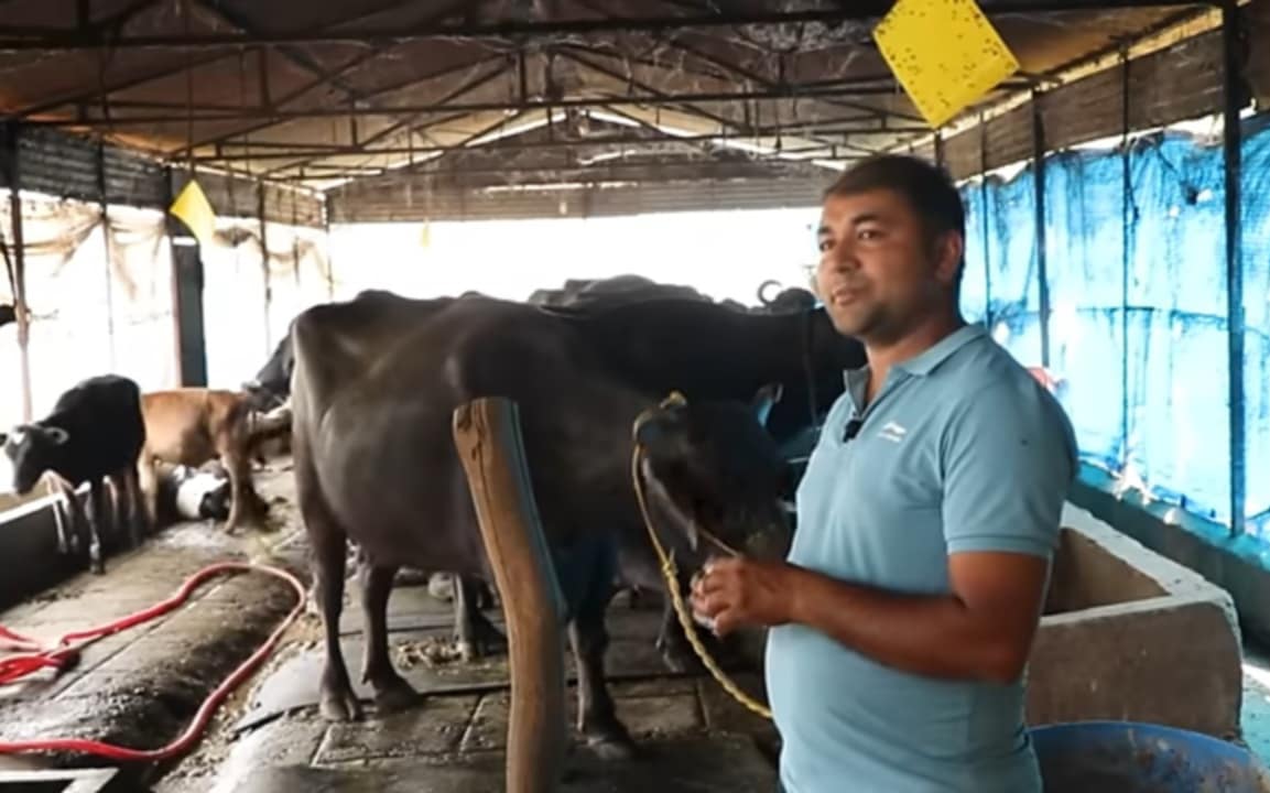 वैदेशिक रोजगारीबाट फर्किएर कृषिमा रमाउँदै ढकाल, दूध बेचेरै वार्षिक ४० लाख आम्दानी
