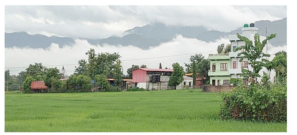 दाङमा झण्डै ३५ हजार हेक्टरमा रोपाईं सकियो