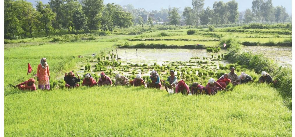 दाङमा ८० प्रतिशत रोपाईं सकियो