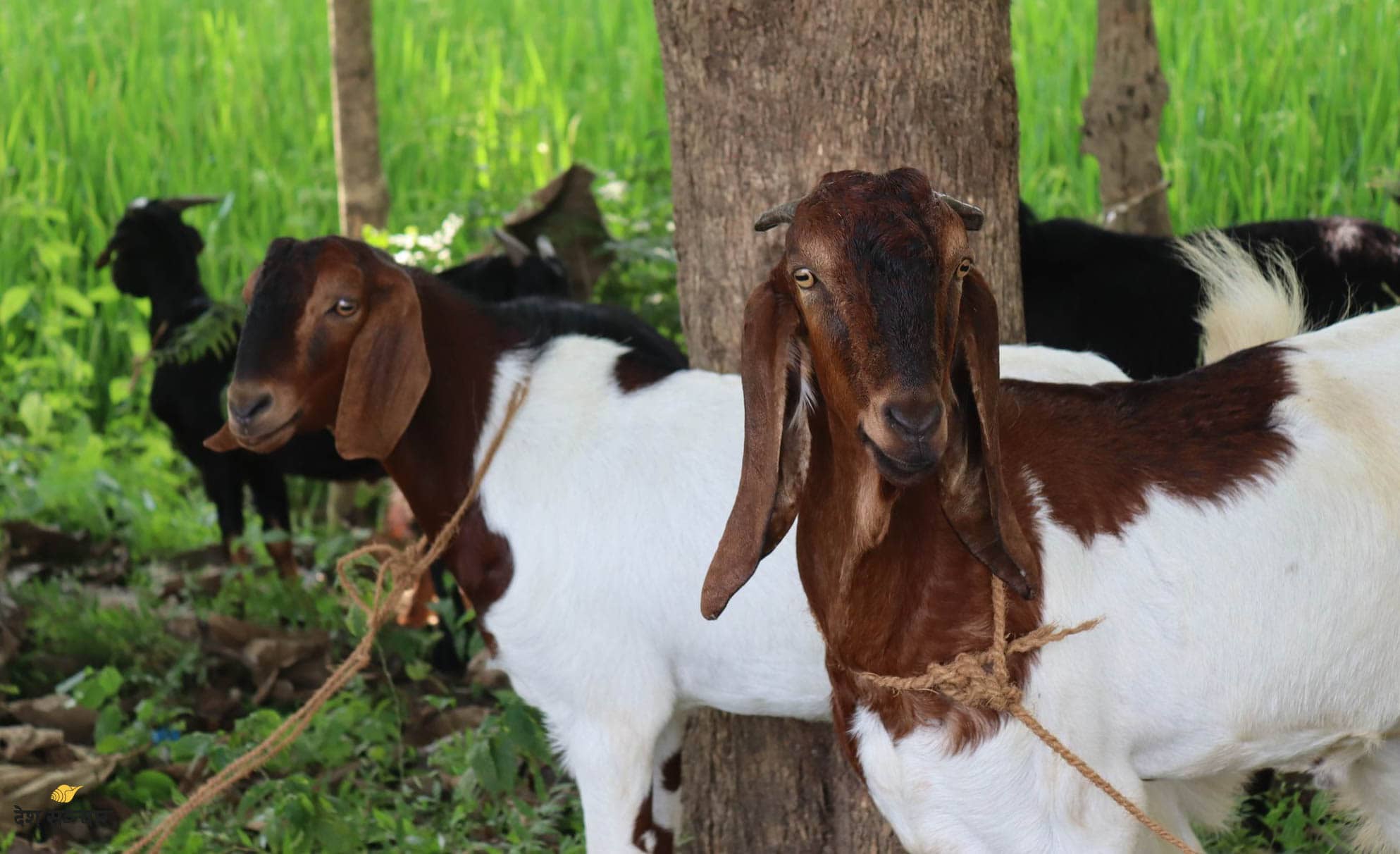 महाशिलाको कृषि क्रान्ति: २० महिनामै सागसब्जी र खसीबोका बिक्रीबाट ८ करोड रुपैयाँ आम्दानी
