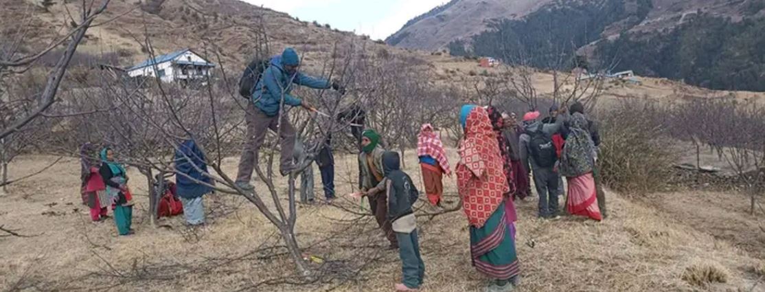 तालिममा बिरुवा काँटछाँट सिकाइँदै