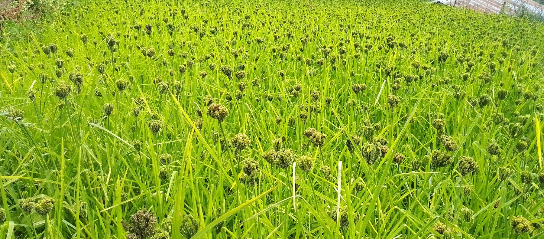 कोदोबाली