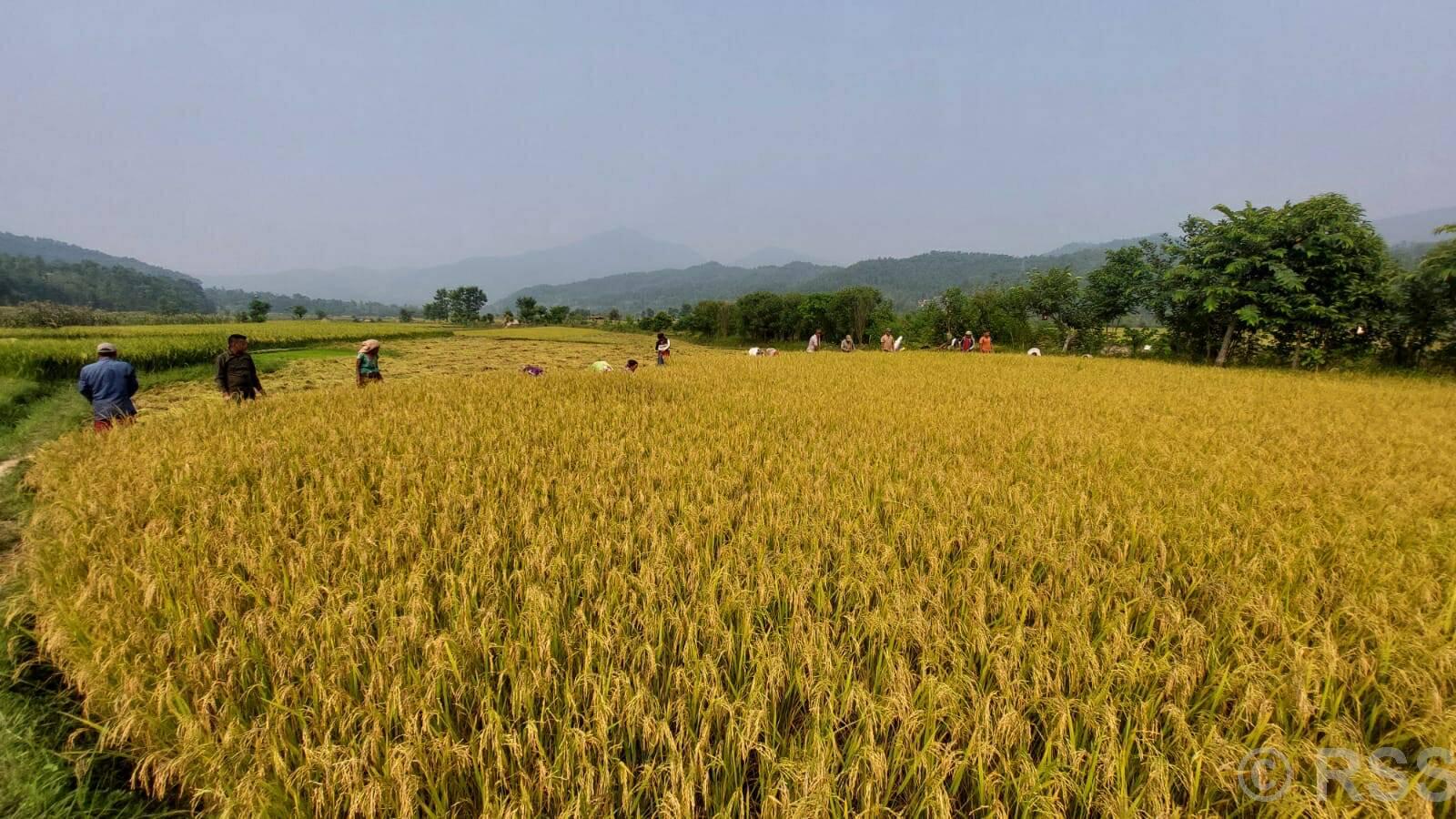 सुदूरपश्चिममा धान खेतीको क्षेत्रफल घट्यो, उत्पादकत्वमा भने वृद्धि