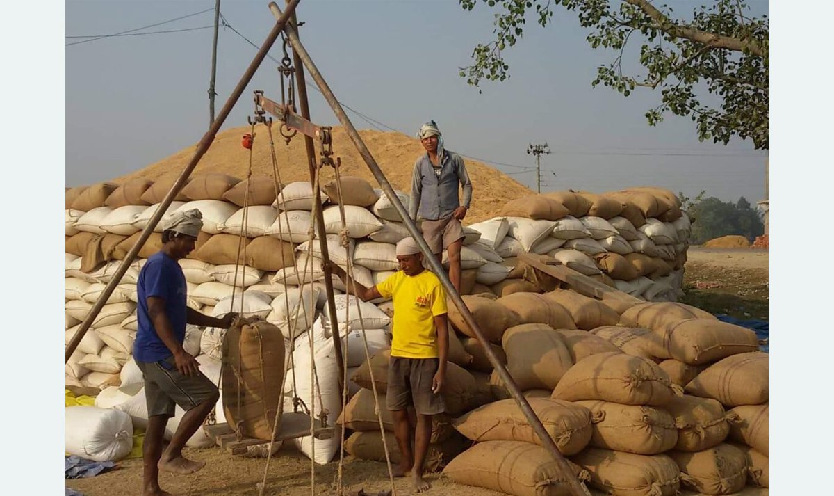 बाँकेमा ३२ हजार क्विन्टल धान खरिद