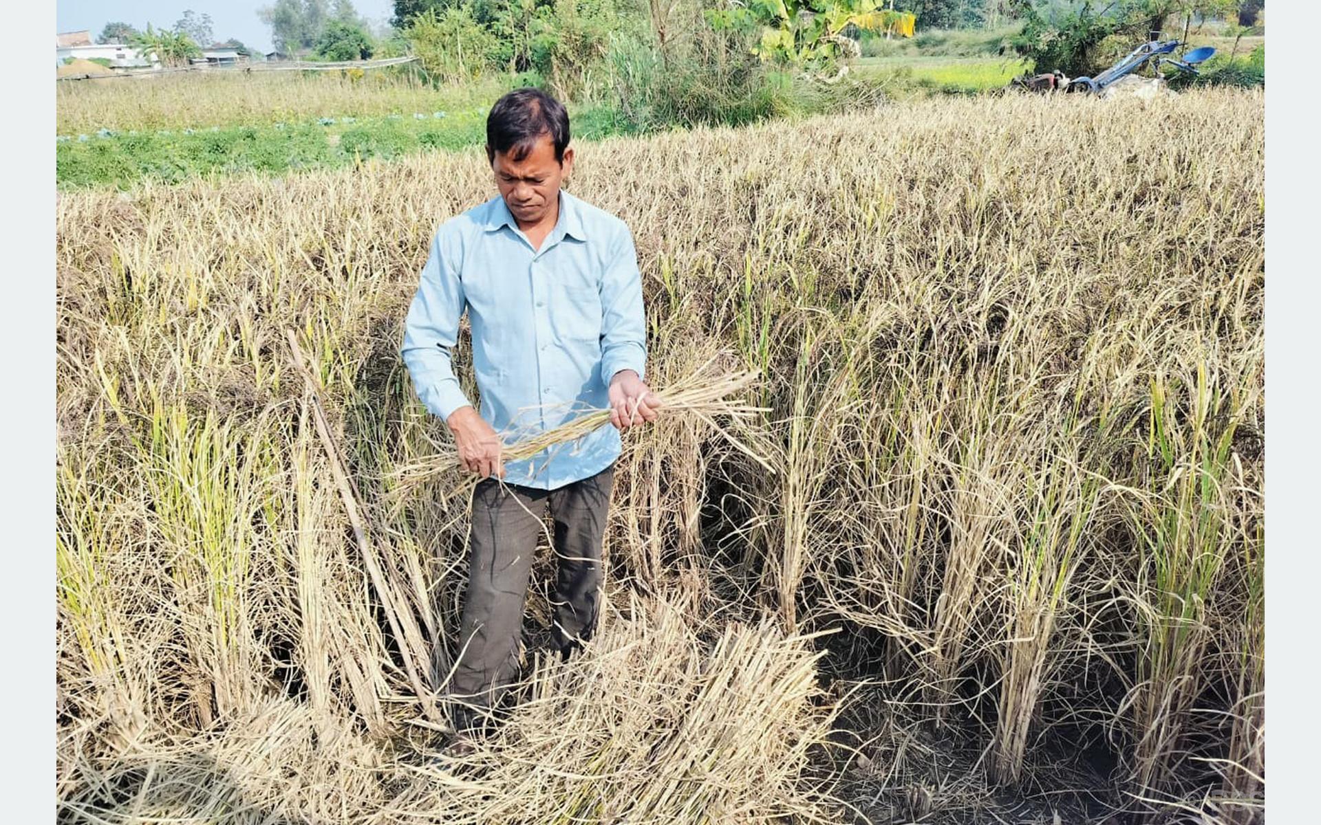 पाँच वर्षदेखि धानको रैथाने जात संरक्षण गर्दै बाँकेका गंगानारायण चौधरी
