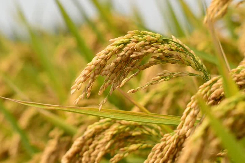 एक सय विघाभन्दा बढी जमिनमा धान खेती गर्नेलाई बीमामा छुट