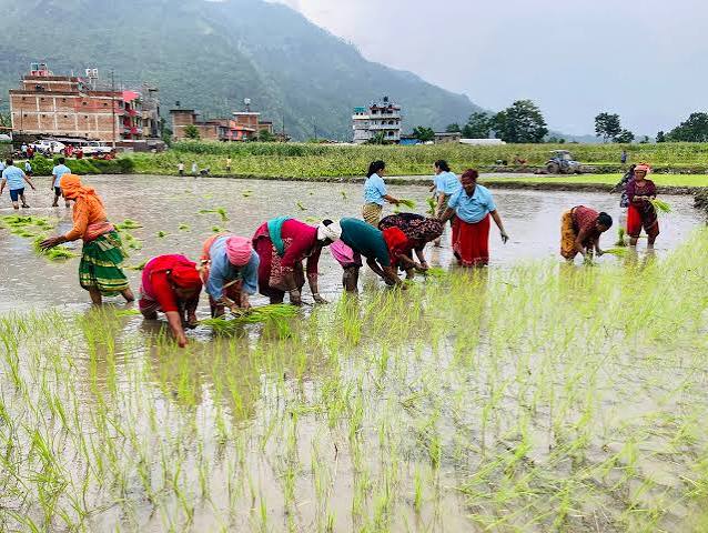 सन्दर्भ धान दिवस : अर्थतन्त्रमा धानको इतिहास र महत्व