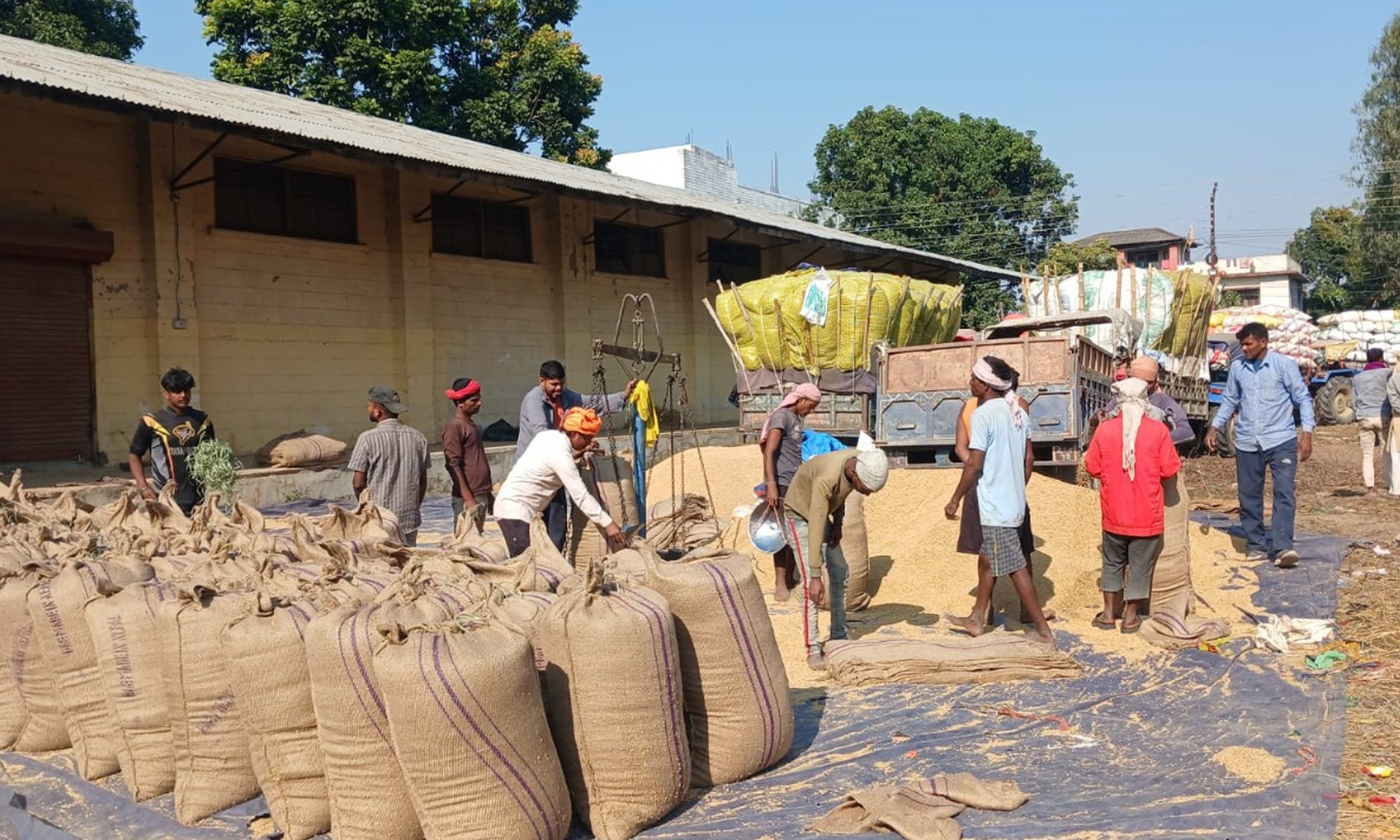 नेपालगन्जमा किसानले बेचे ११ करोडको धान