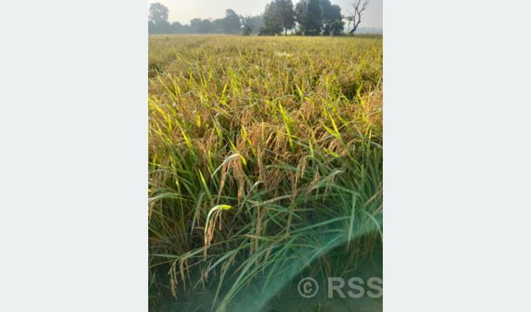 धानको बीउ बिक्रीबाट आम्दानी गर्दै कैलालीका किसान