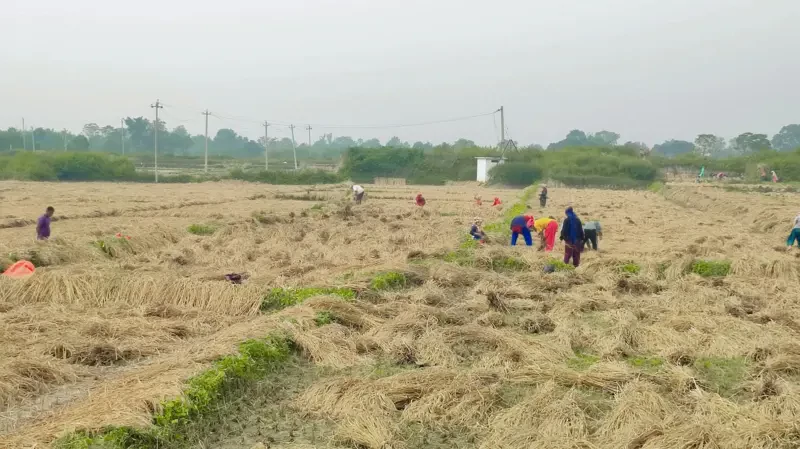 यो वर्ष ५ लाख मेट्रिक टन कम धान उत्पादन हुने सरकारी अनुमान, के चामल महँगिएला ?