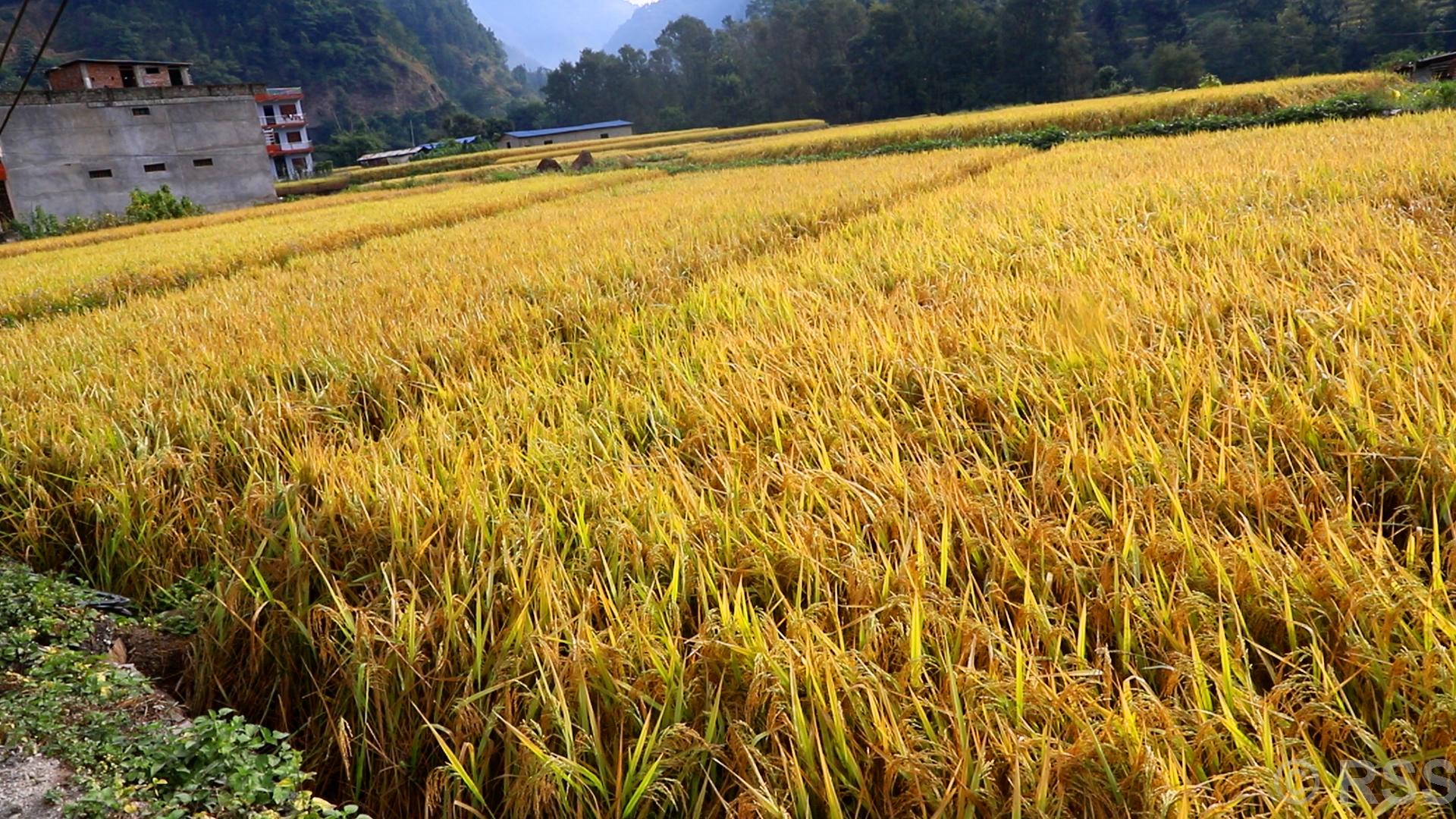 बागलुङमा धान उत्पादनमा बढ्यो, हाइब्रिड जाततर्फ किसानको आकर्षण