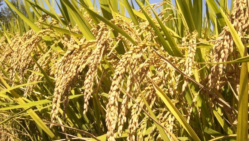विस्तार हुँदै चैते धानखेती