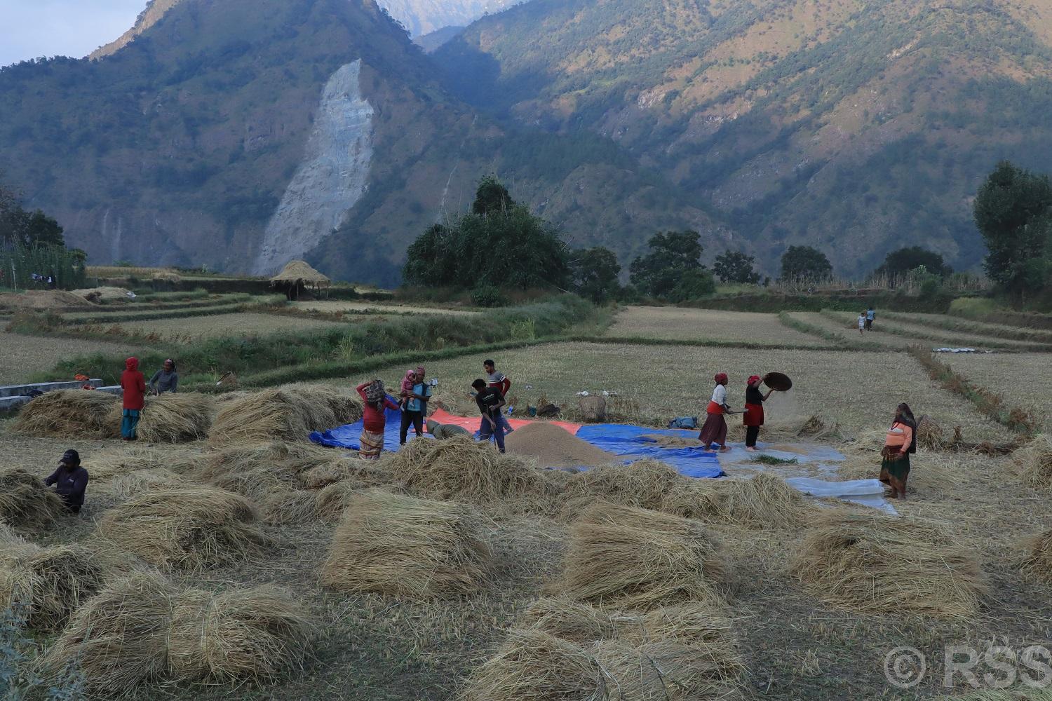 म्याग्दीमा धान उत्पादन ३.१ प्रतिशतले बढ्यो, यस वर्ष १४ हजार ८७ मेट्रिकटन उत्पादन