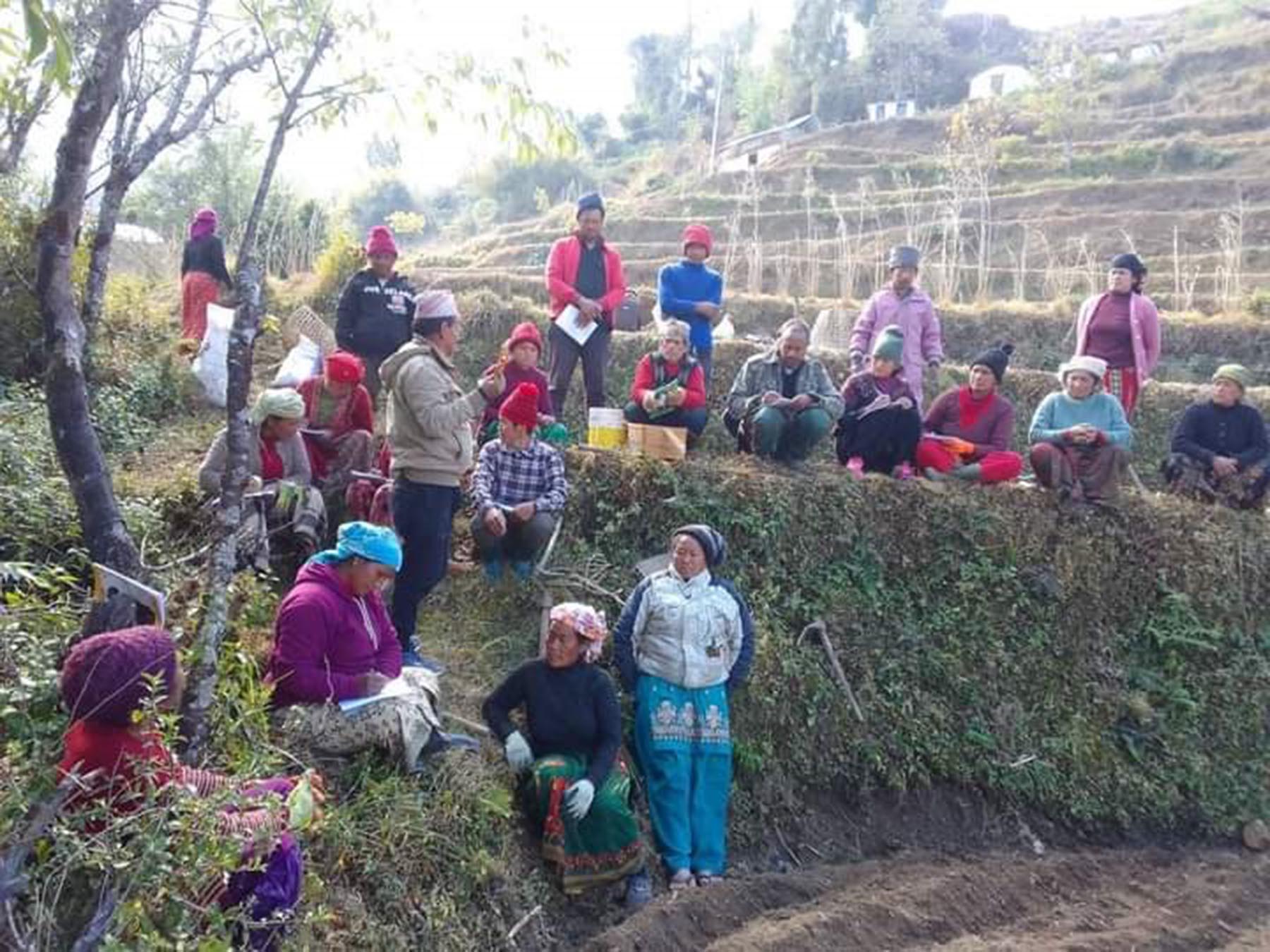 आलु लगाउने तरिका सिकाइँदै