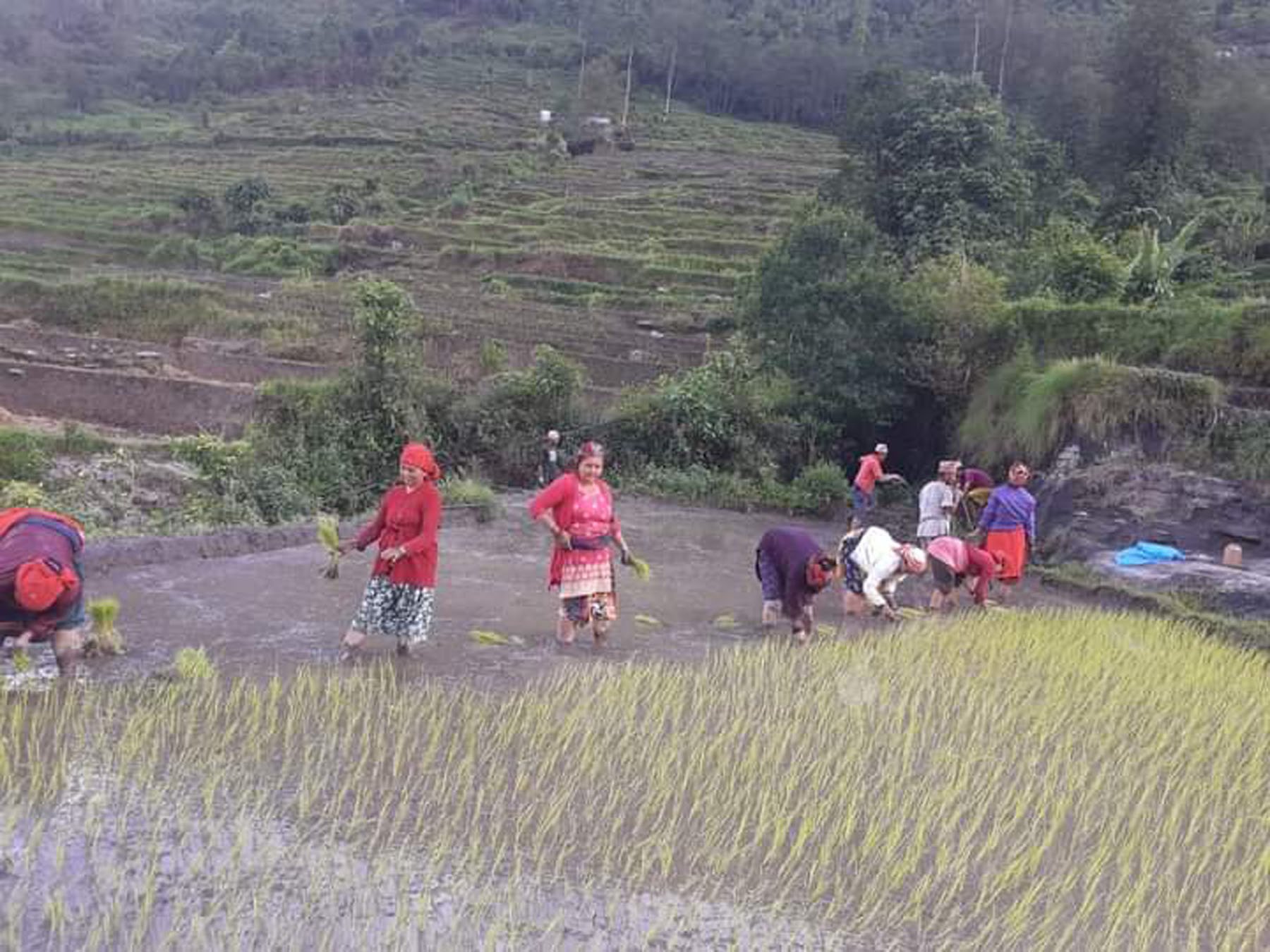 रोपाइँ गर्दै रोपाहार