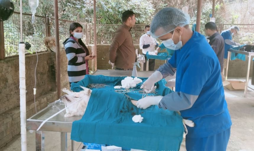कुकुरको बन्ध्याकरण गर्दै पशु चिकित्सक