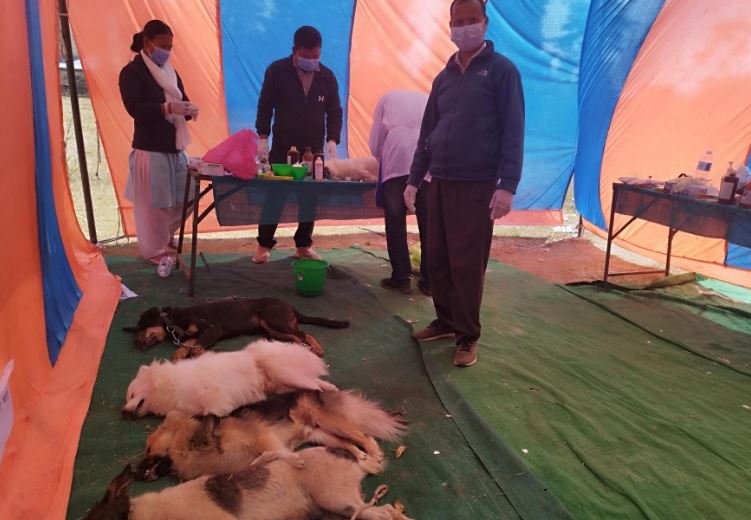 कुकुर बन्ध्याकरण शिविर