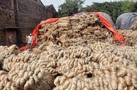 उत्पादन बढे पनि जुटको मूल्यमा गिरावट