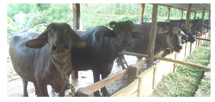 दूध र मासु उत्पादनका लागि लुम्बिनी सरकारको महत्वाकांक्षी योजना