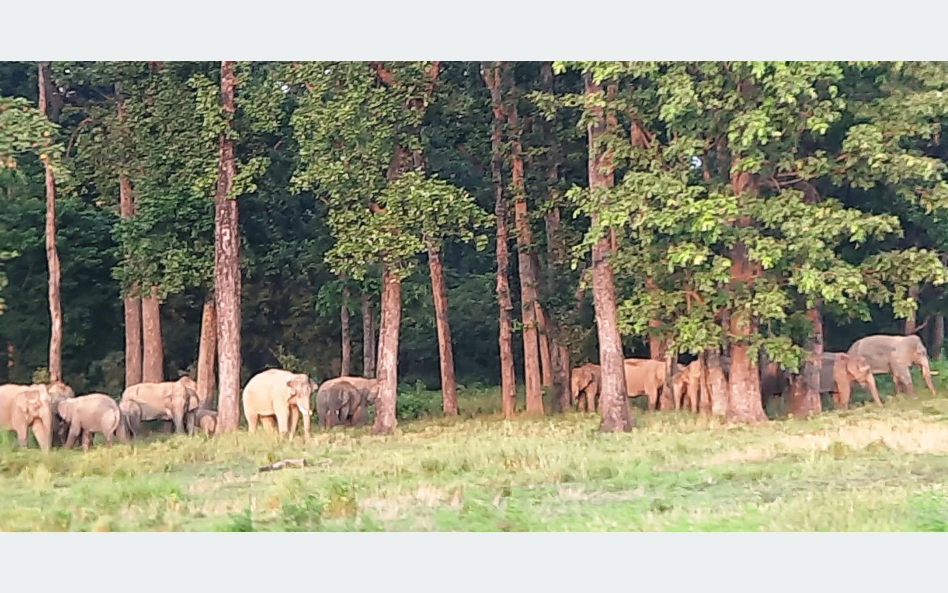 कञ्चनपुरमा हात्ती भगाउने पुराना तरिका असफल, किसान चिन्तित