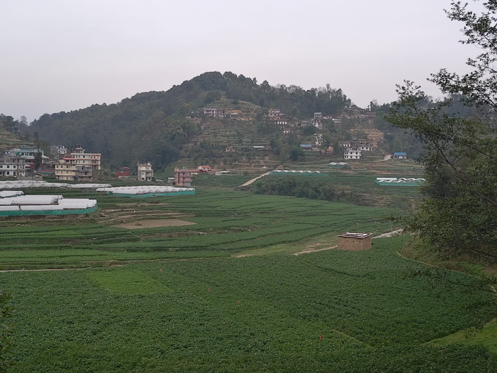 काभ्रेको पनौतीमा लोभलाग्दो आलुखेती (तस्बिरहरू)