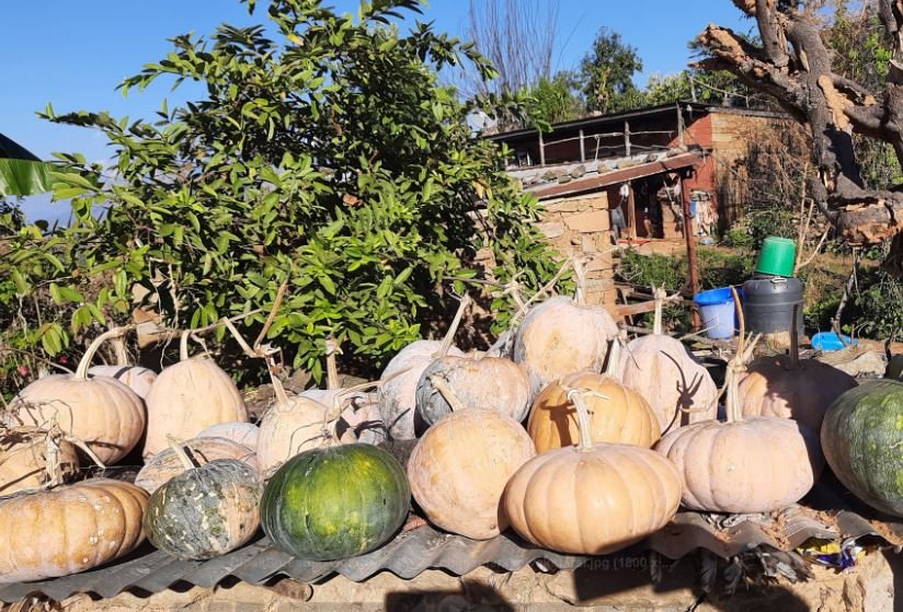 छानामा राखिएको फर्सी