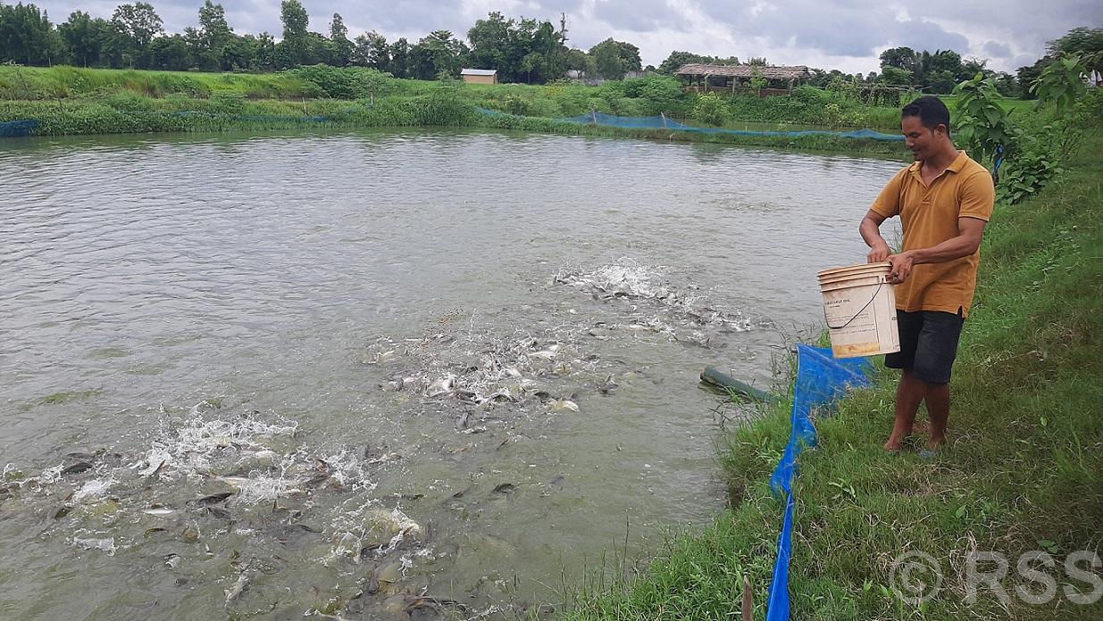 अवैध रूपमा भित्रिने माछाका कारण कैलालीका किसान समस्यामा