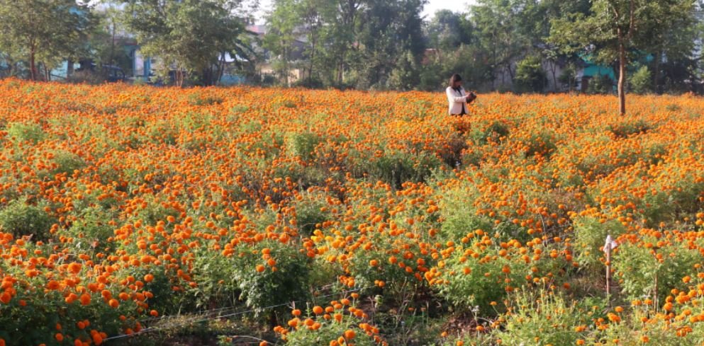 फूलखेती