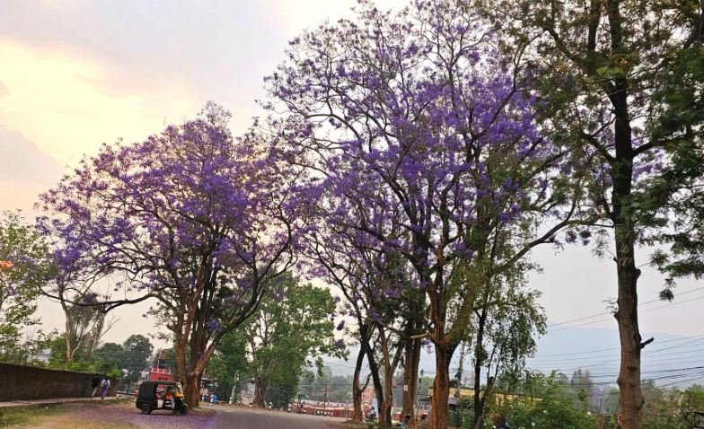 जाकारण्डा