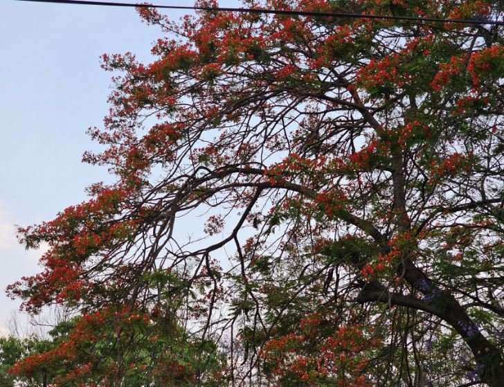 गुलमोहर