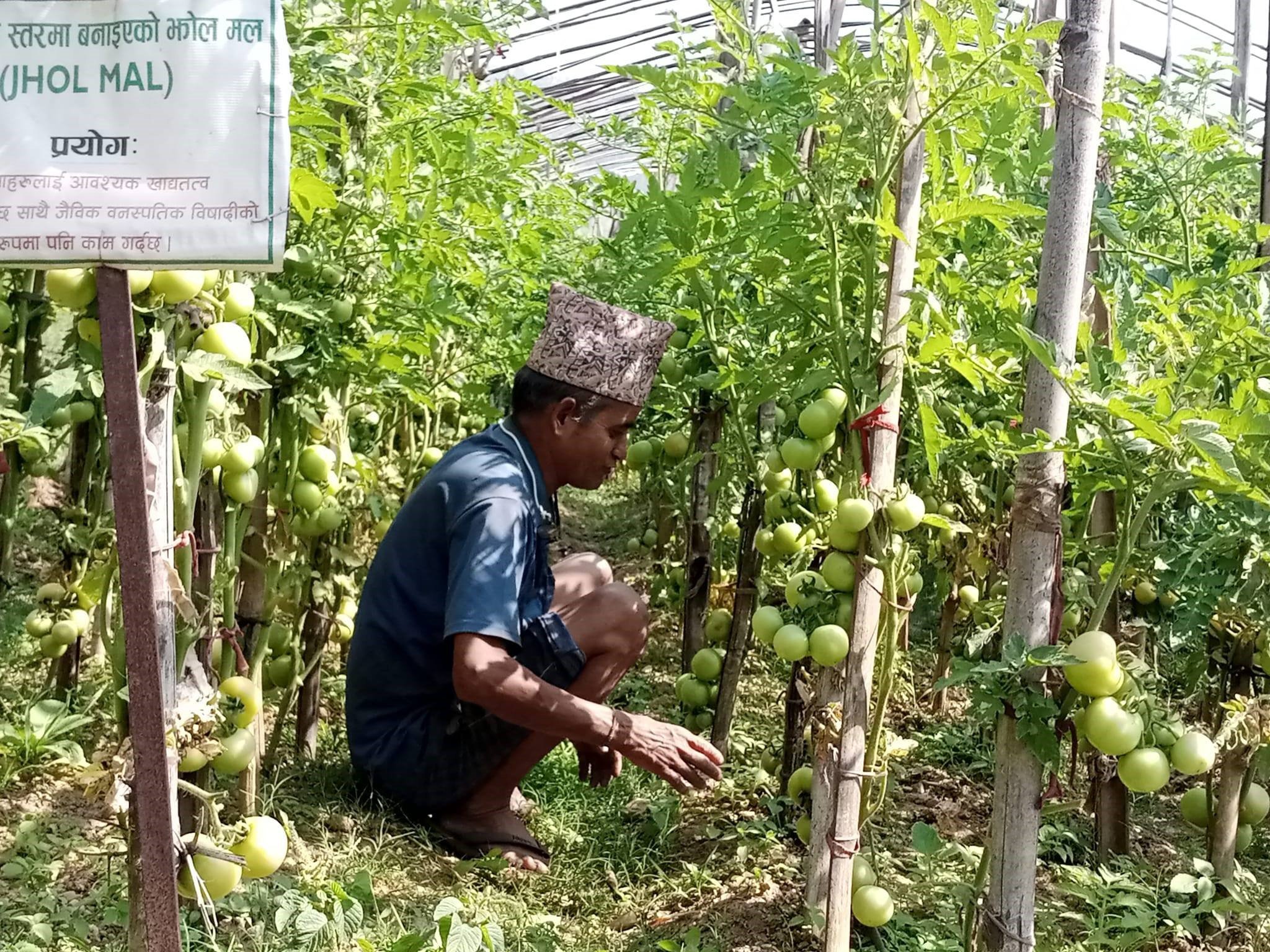 राज्यले दिने करोडौँ अनुदान झोलामै तरकारी फलाउने बिचौलियाले पाउँछन्: गाउँले एफएम दाई