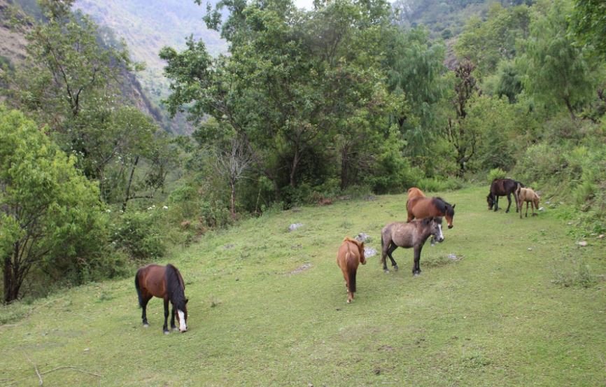 चरन खर्कमा छाडिएका घोडा