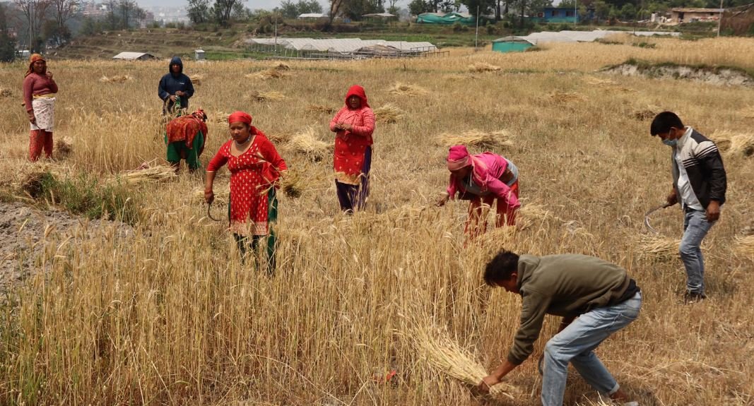 गहुँबाली काट्दै किसान