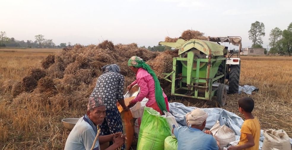 गहुँ भित्र्याएसँगै व्यापारीले घटाए मूल्य