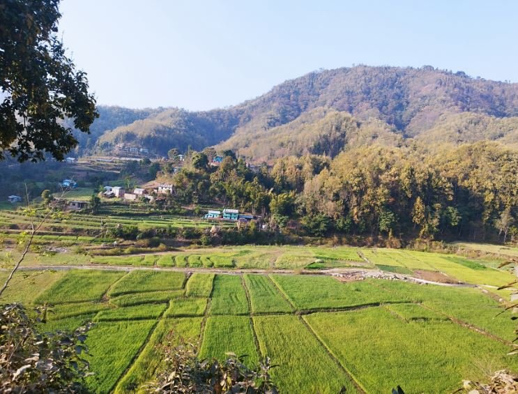 गहुँखेती