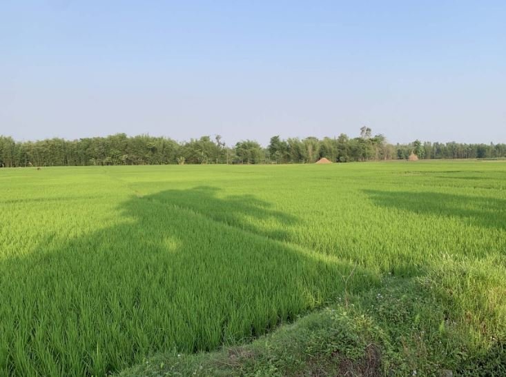 चैते धानबाली