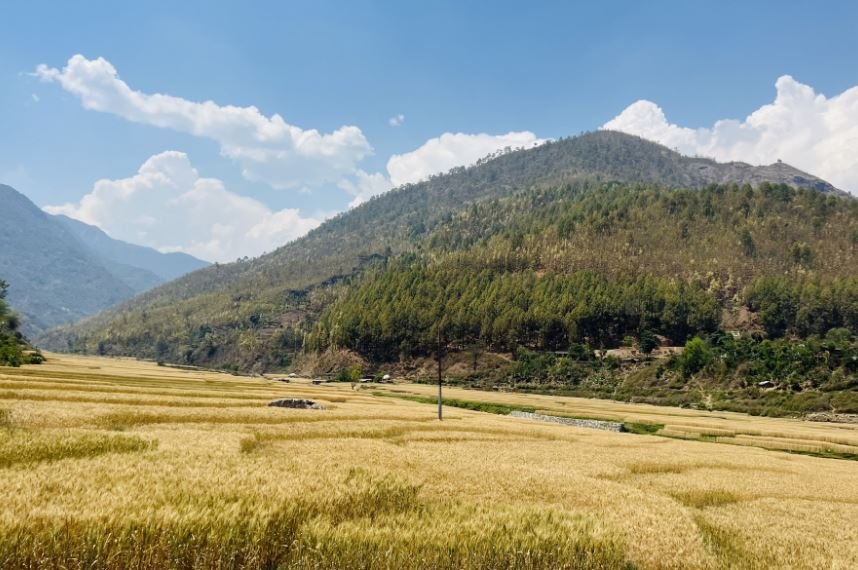 गहुँबाली