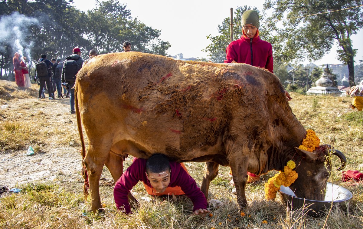 आज तिहारको चौथो दिन : गाई र गोरुको पूजाआजा गरी मनाइँदै