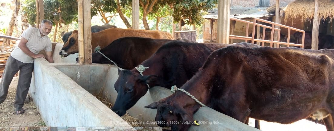 व्यावसायिक गाईपालन