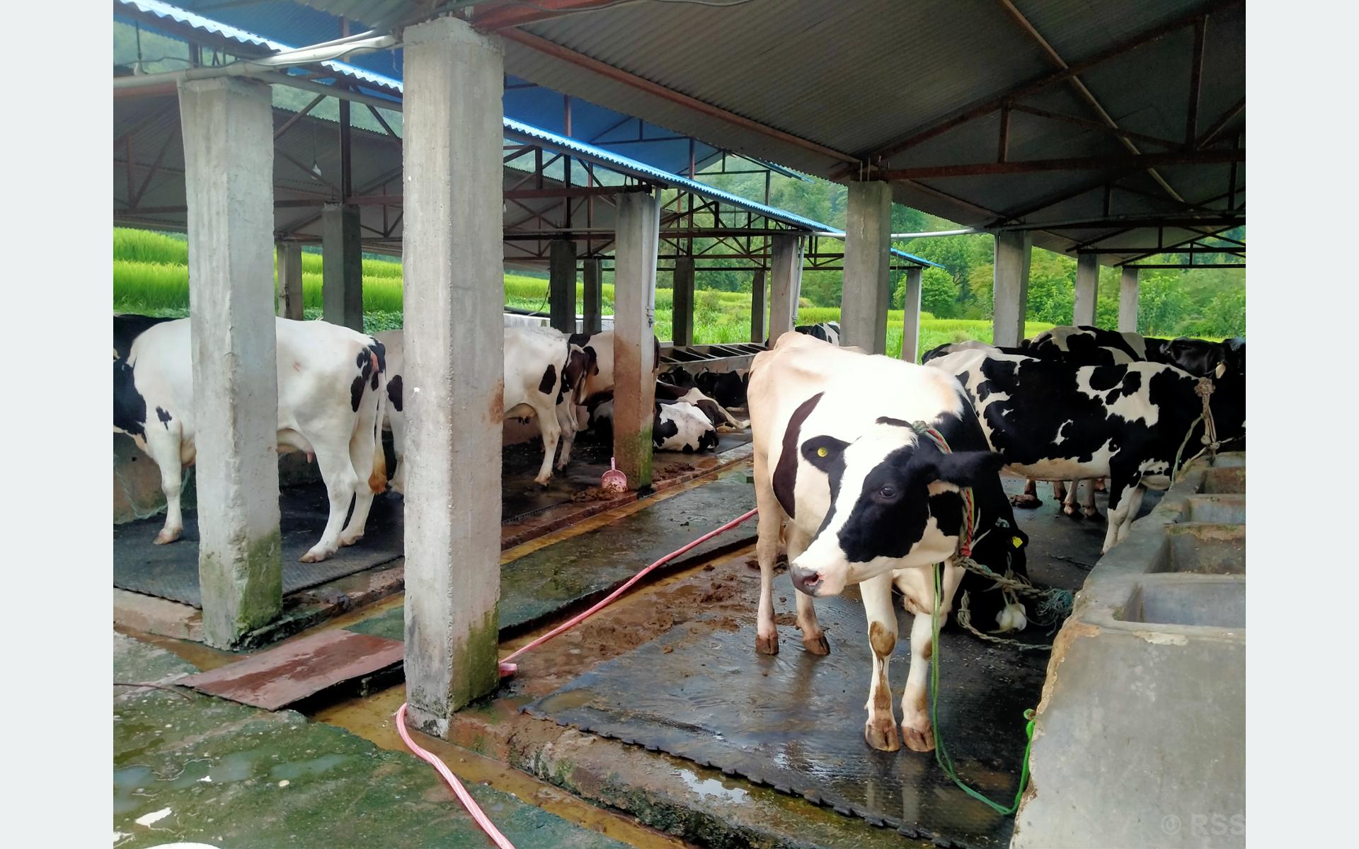 गाईपालनबाट मनग्य आम्दानी गर्दै वैदेशिक रोजगारीबाट फर्किएका ईश्वर बस्याल