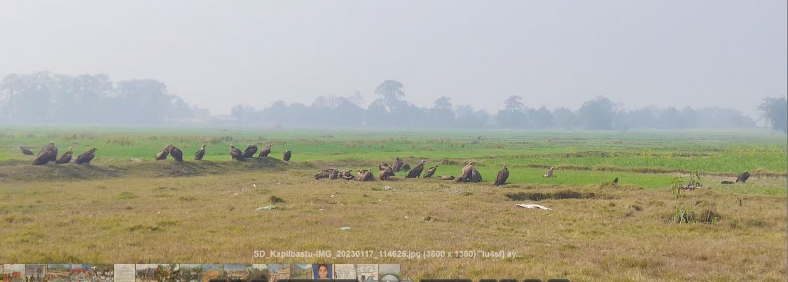 गिद्धको बथान