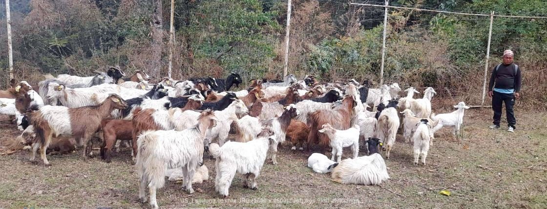 व्यावसायिक रुपमा बाख्रापालन