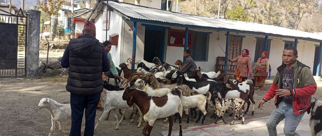 बाख्रालाई खोप