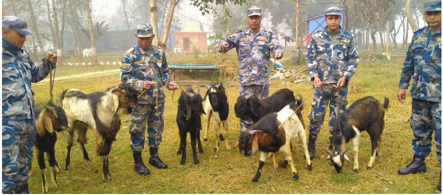 २ लाख बराबरको खसीबोका बरामद