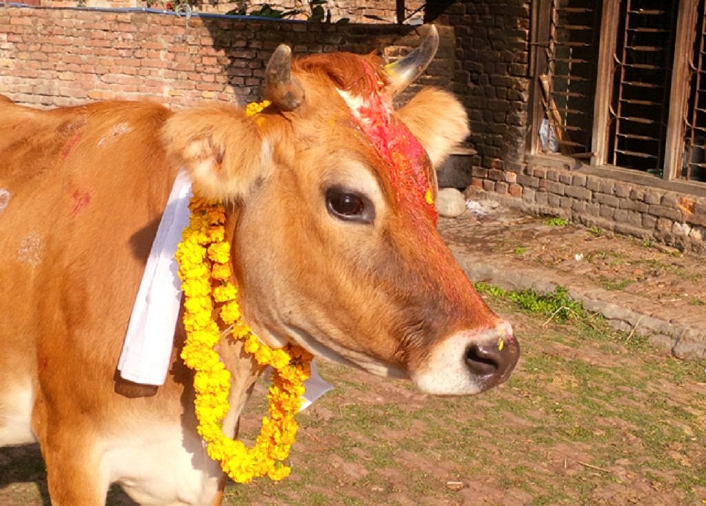 कार्तिक शुक्ल प्रतिपदाः आज गोरु, गोवर्द्धन र हली पूजा