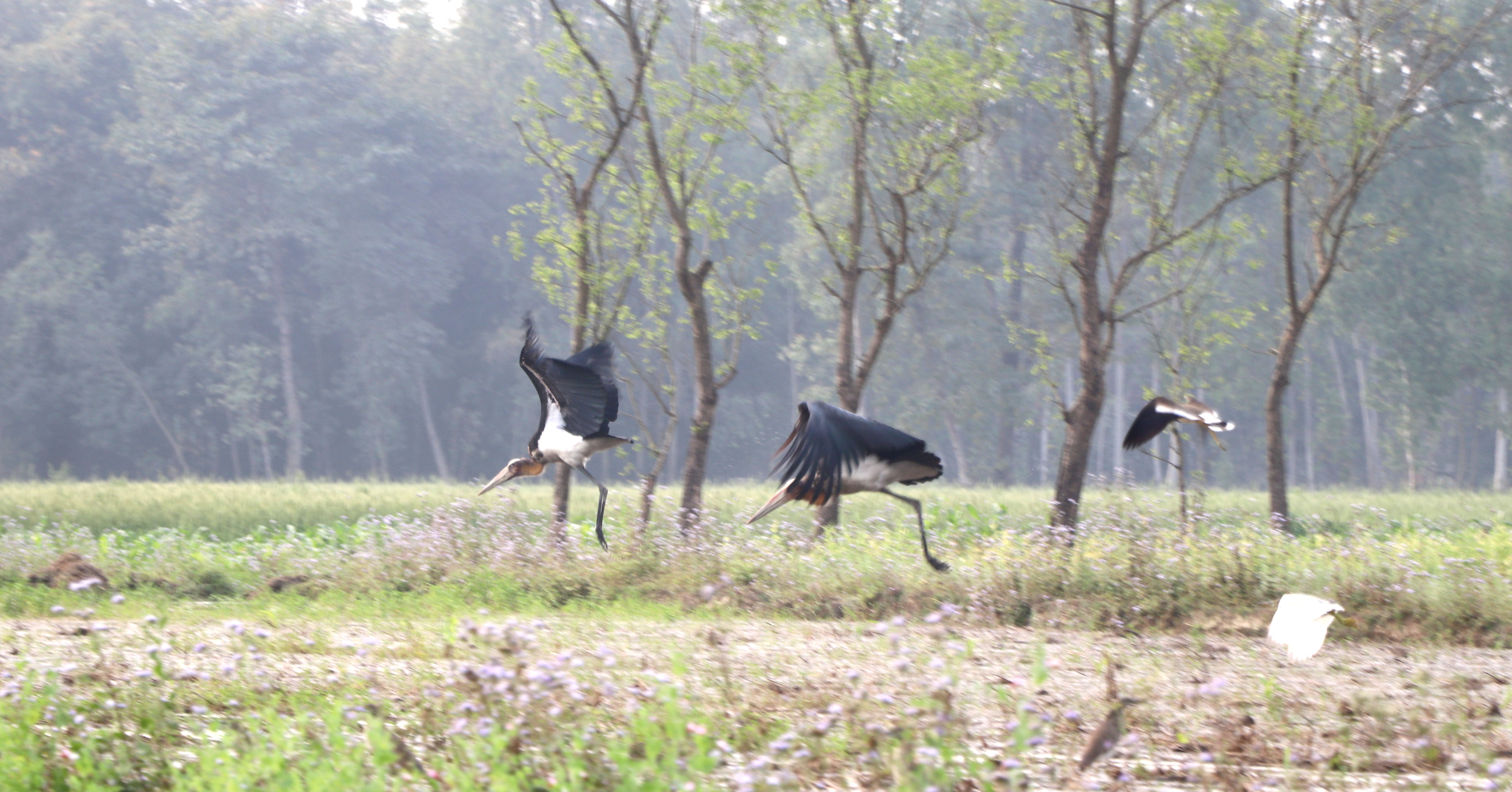 आहाराको खोजीमा हाडीफोर (तस्बिर)