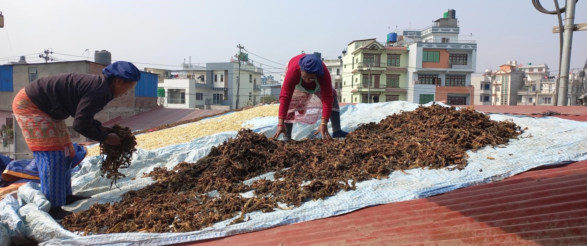बिस्कुट उद्योगको छानामा गुन्द्रुकको ‘बिस्कुन’