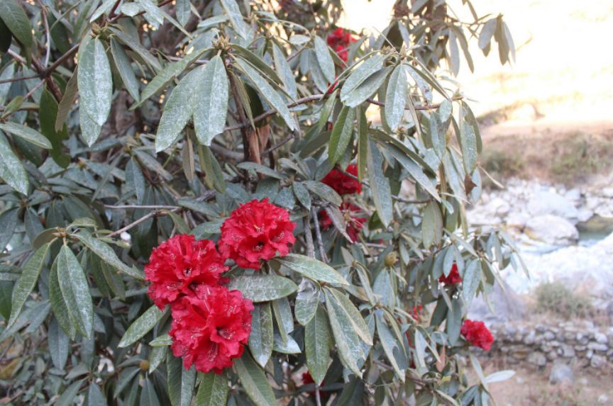 गुराँस फुलेको