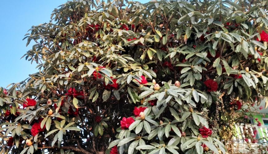 गुराँस फूल