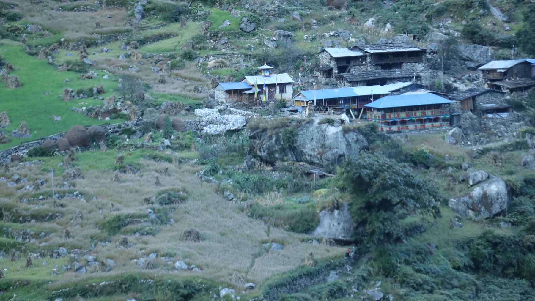 फुलेको फापर